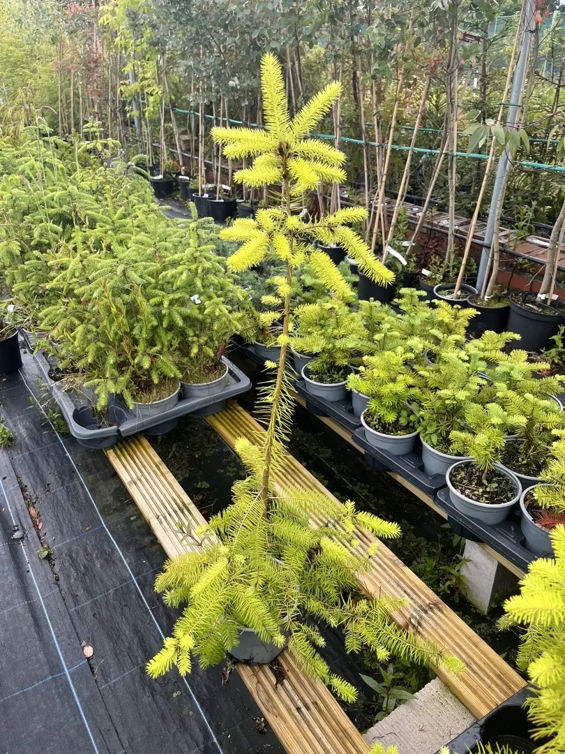Douglas Fir - Pseudotsuga menziesii