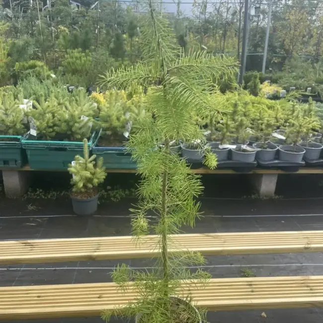 Douglas Fir Tree 20/40cm (P9) - Image 2