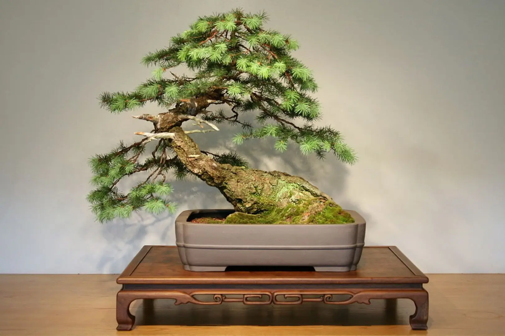 Douglas Fir Tree 40/60cm (Cell) - Image 2