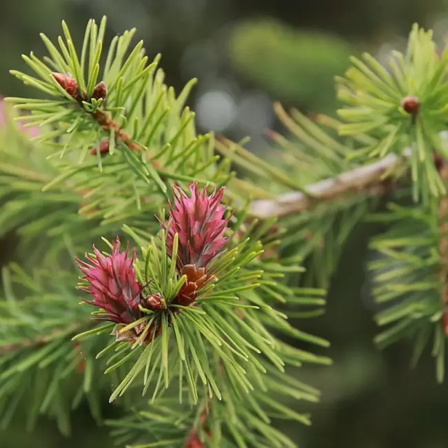 Douglas Fir Tree 20/40cm (P9) - Image 3