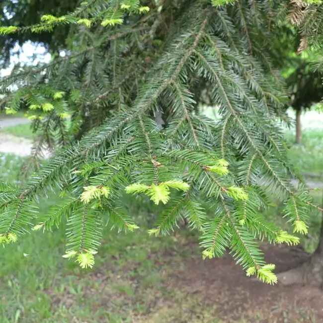 Douglas Fir Tree 20/40cm (P9) - Image 4
