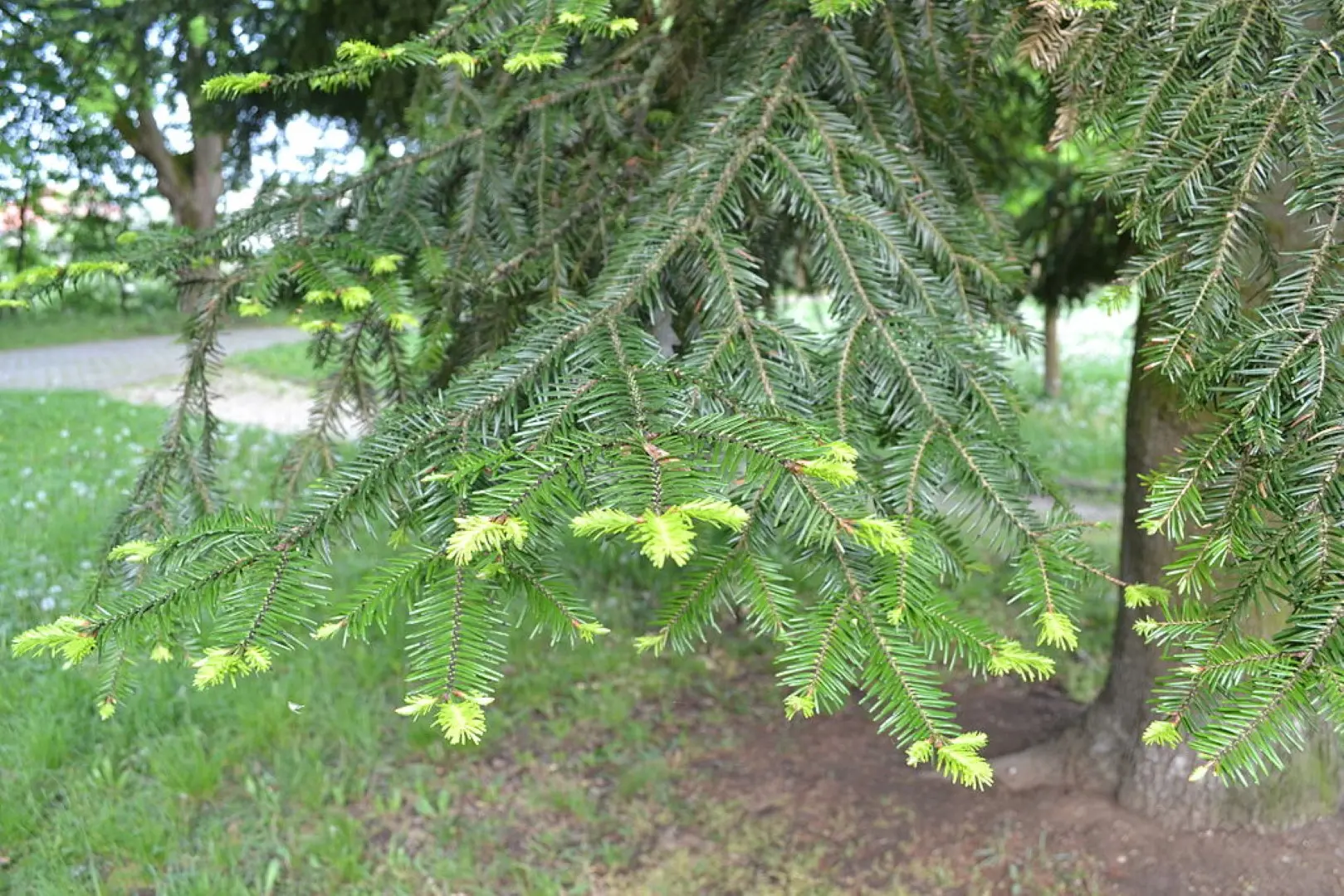 Douglas Fir Tree 40/60cm (Cell) - Image 4