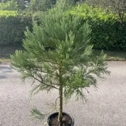 Giant Redwood 150/200cm (15L)