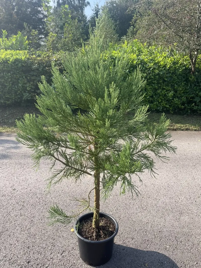 Giant Redwood 150/200cm (15L)