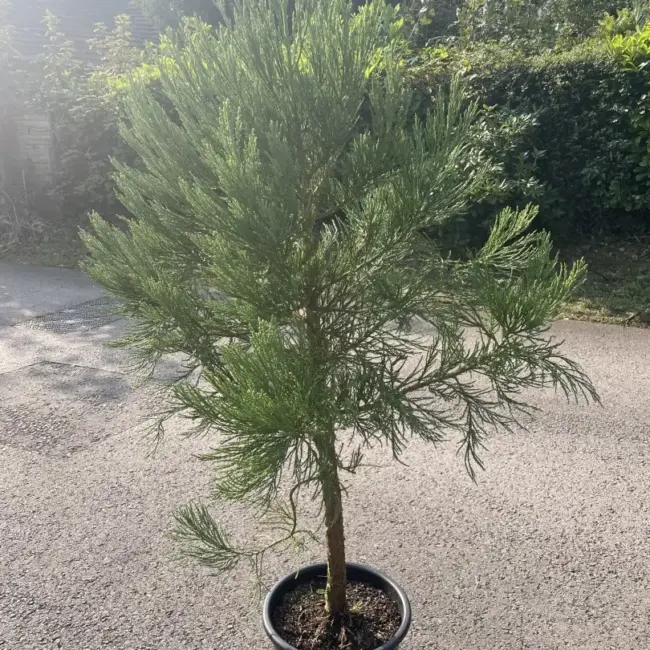 Giant Redwood 150/200cm (15L) - Image 2