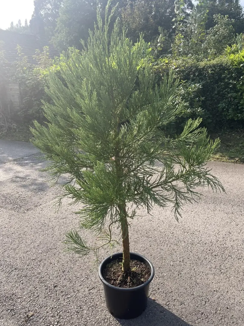 Giant Redwood 150/200cm (15L) - Image 2