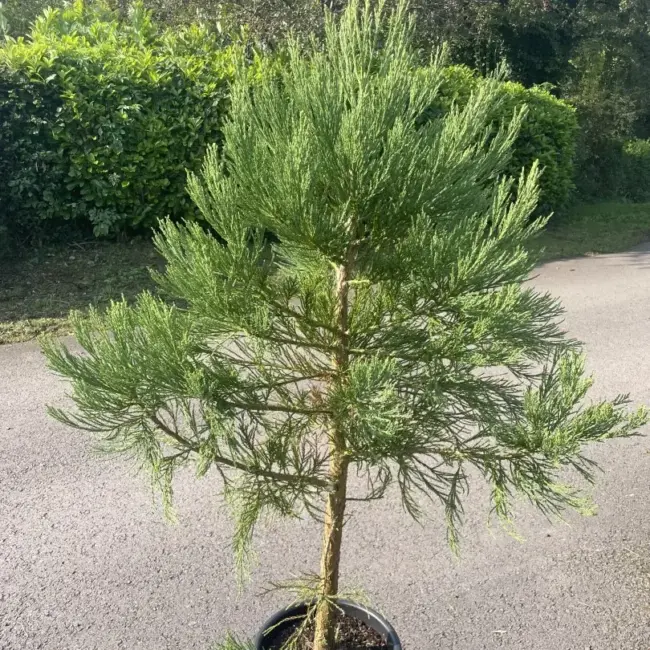 Giant Redwood 150/200cm (15L) - Image 3