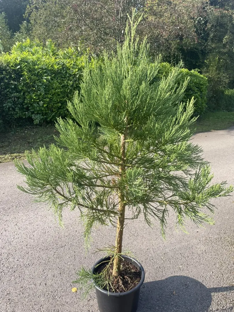 Giant Redwood 150/200cm (15L) - Image 3