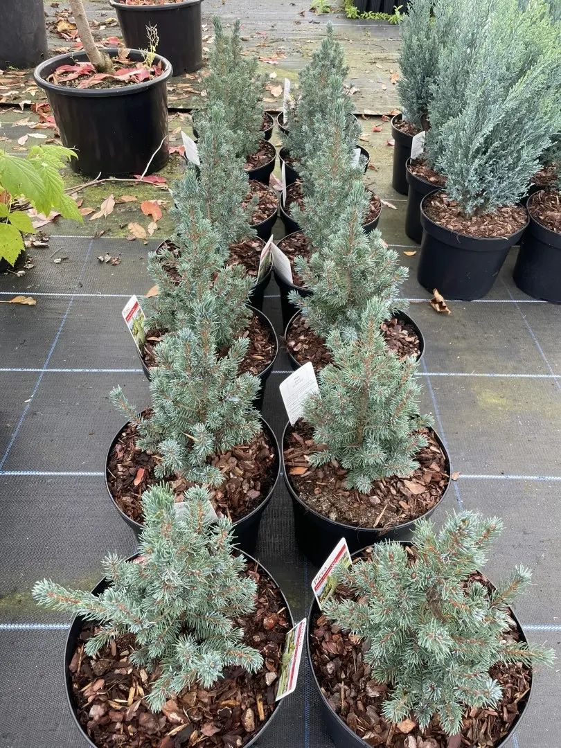 Alberta spruce 'Sander's Blue' 40/60cm (5L) - Image 9