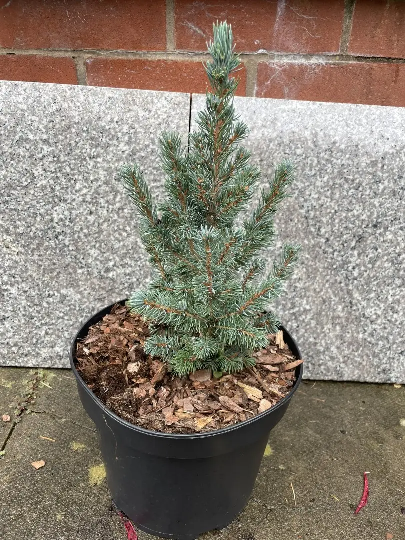 Alberta spruce 'Sander's Blue' 40/60cm (5L)