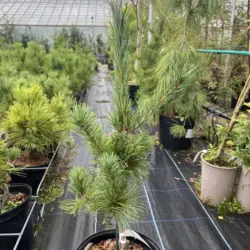 Japanese White Pine 'Tempelhof'