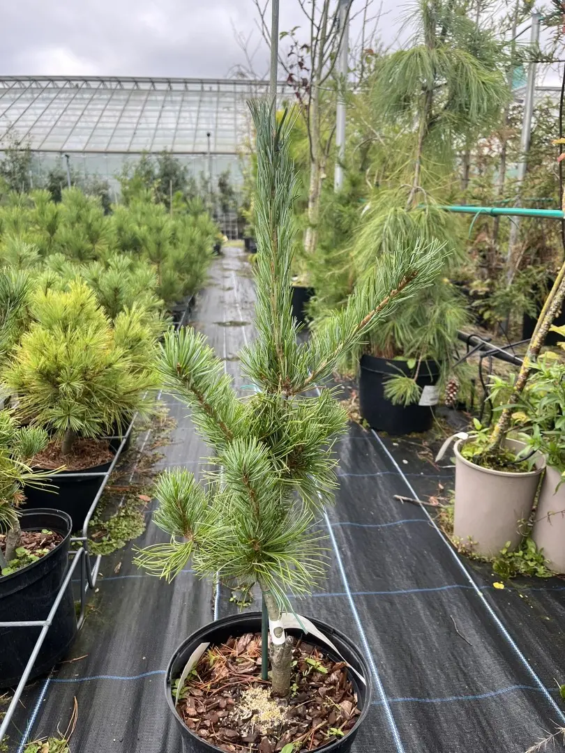 Japanese White Pine 'Tempelhof'