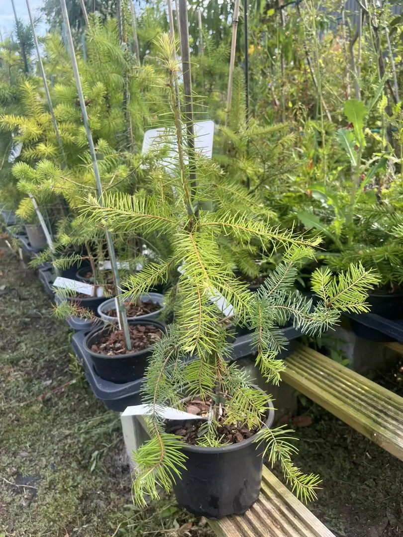 Pseudotsuga menziesii - Douglas Fir Tree