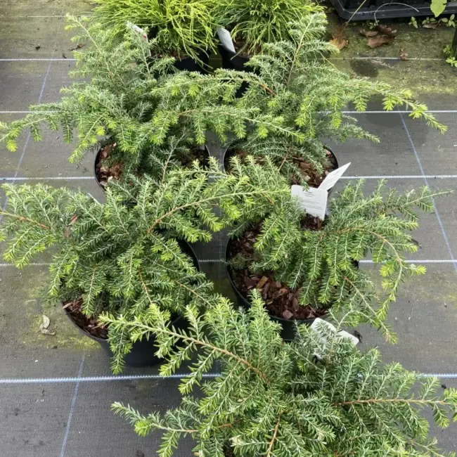 Eastern Hemlock 'Fantana' 20/40cm (5L) - Image 4
