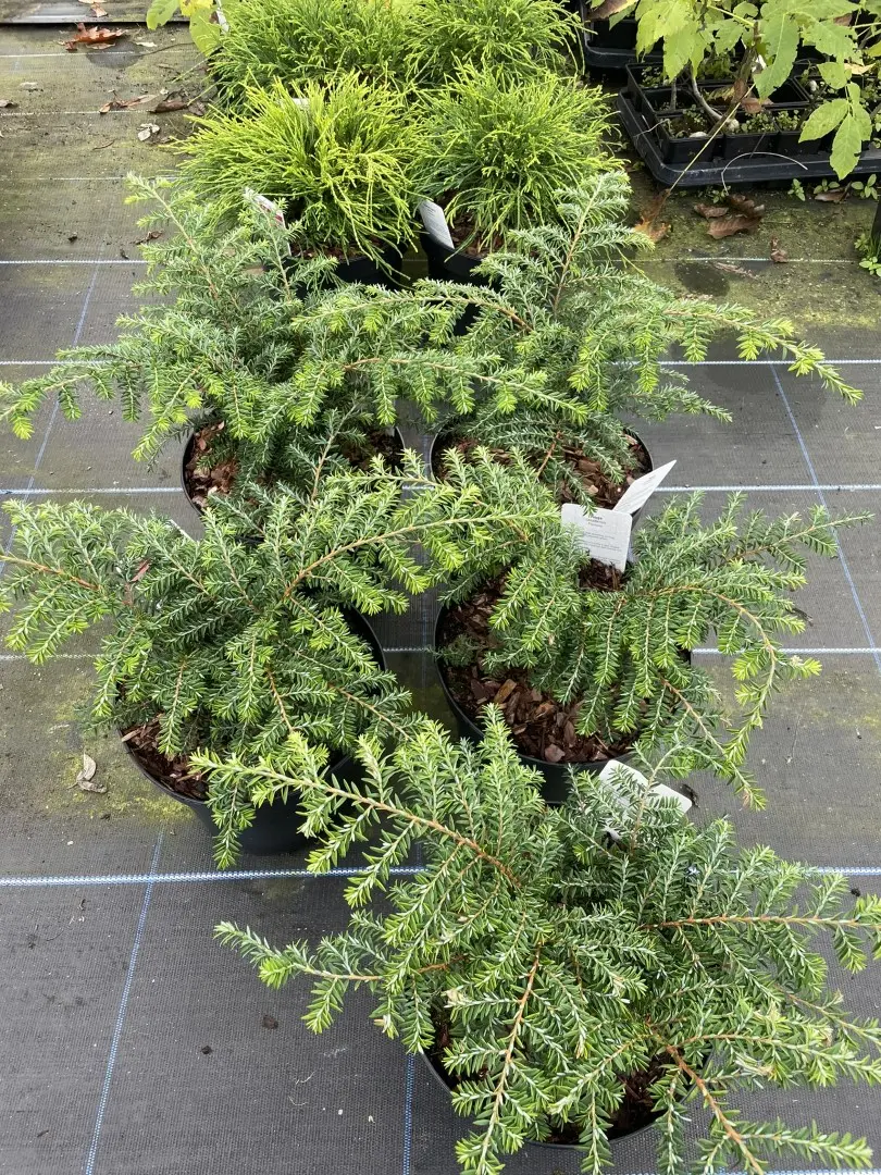 Eastern Hemlock 'Fantana' 20/40cm (5L) - Image 4