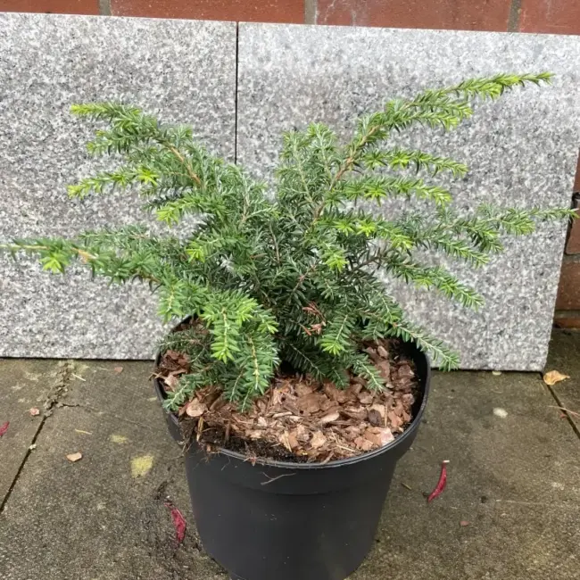Eastern Hemlock 'Fantana' 20/40cm (5L)