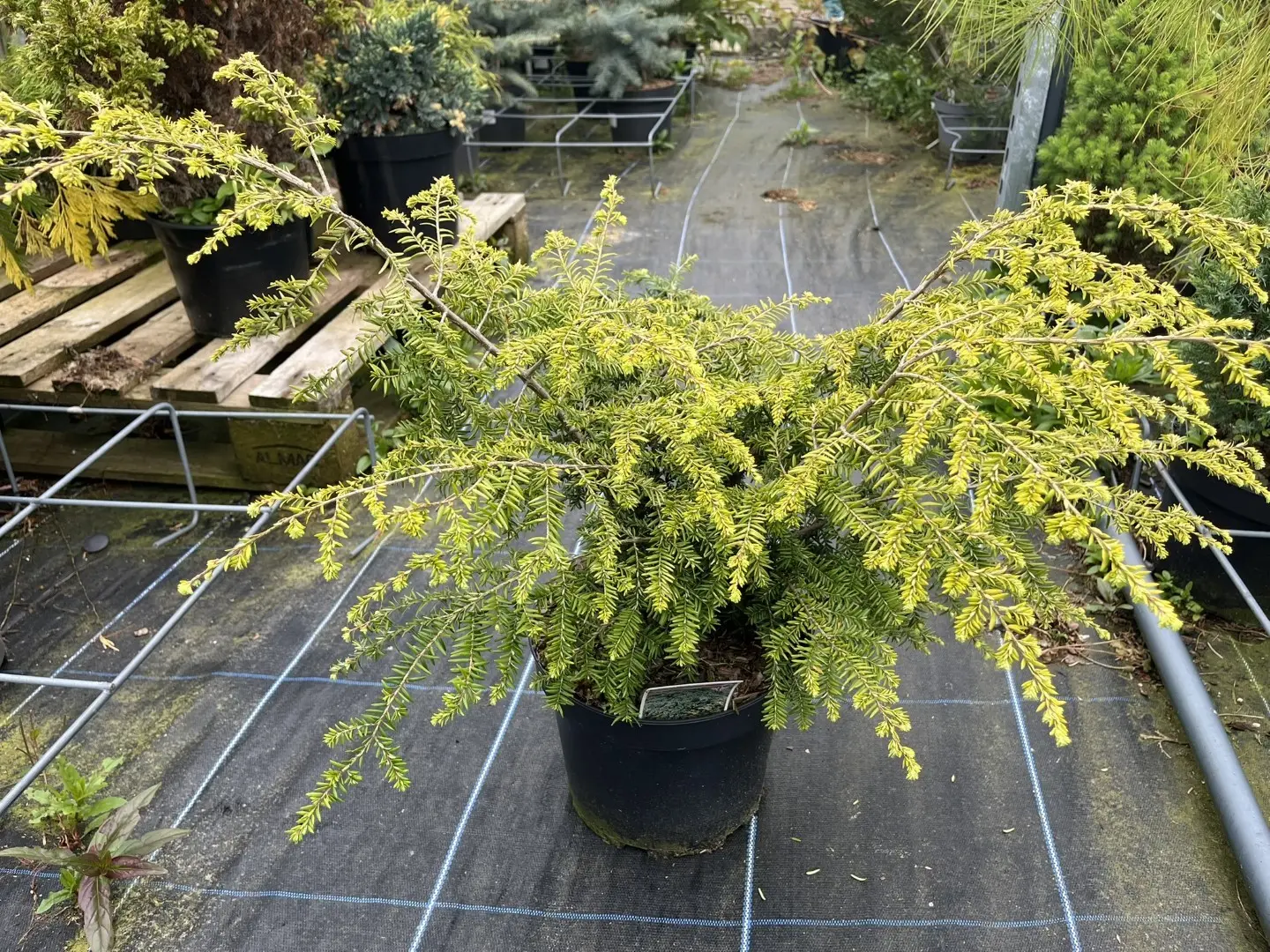 Tsuga canadensis - Eastern Hemlock 'Fantana'