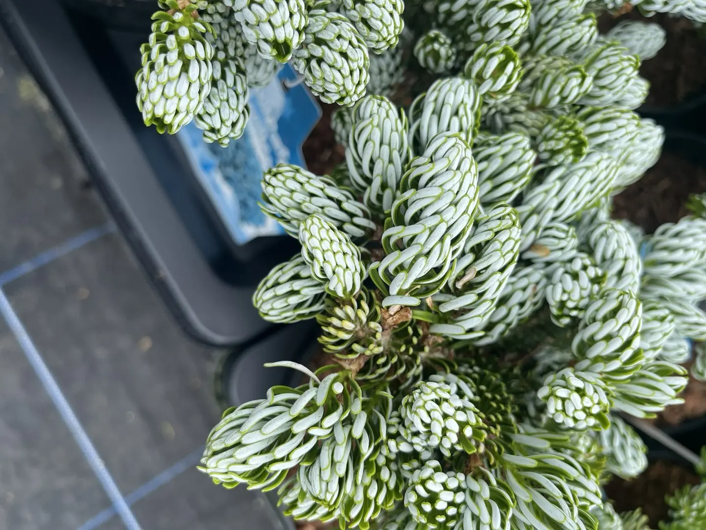 Abies koreana - Korean Pine 'Kohouts Icebreaker'