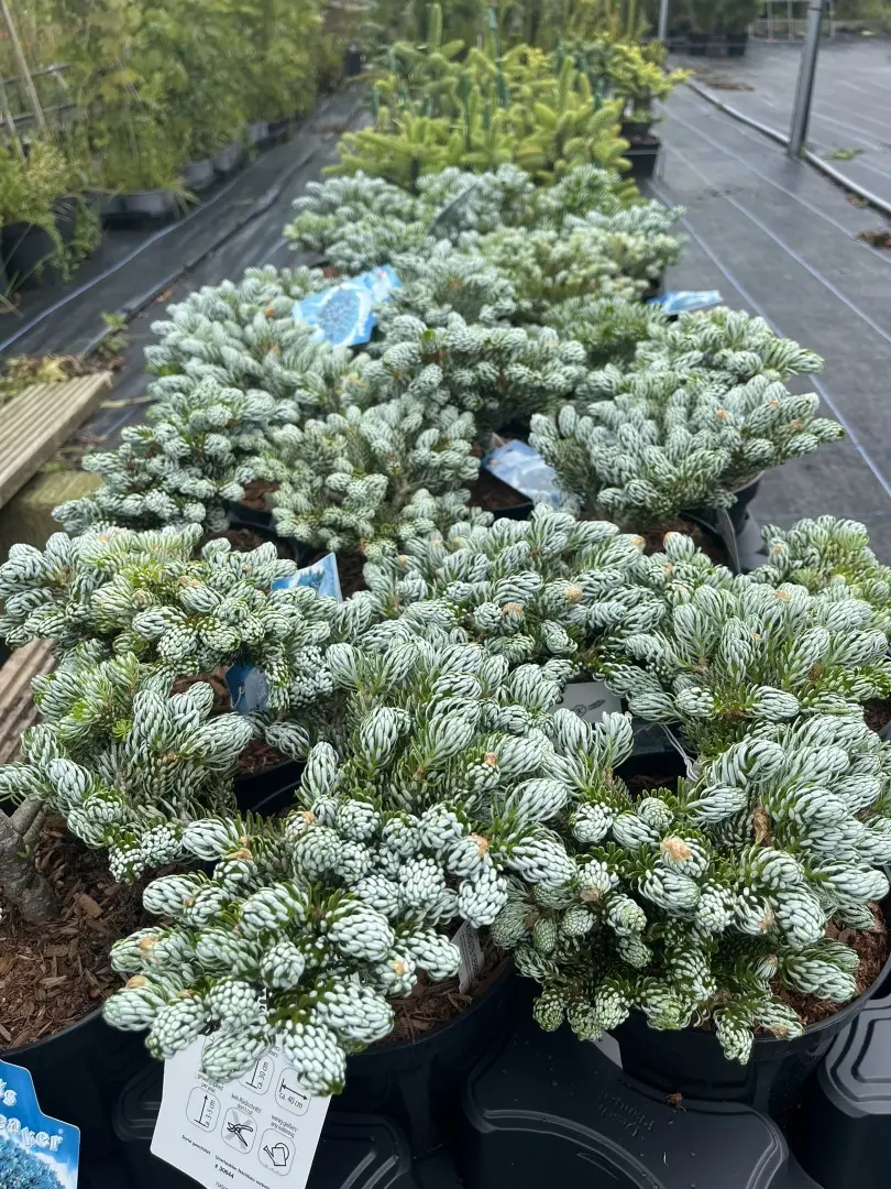 Abies koreana - Korean Pine 'Kohouts Icebreaker'