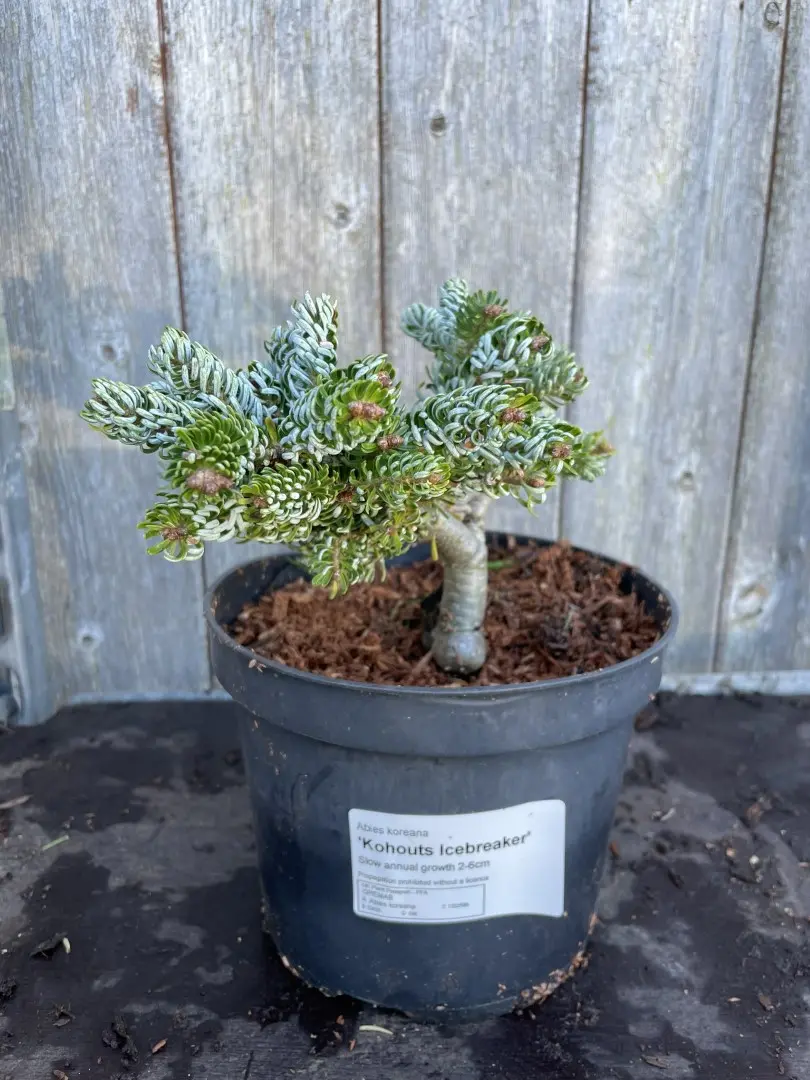 Korean Pine 'Kohouts Icebreaker' 10/20cm (2L) - Image 4