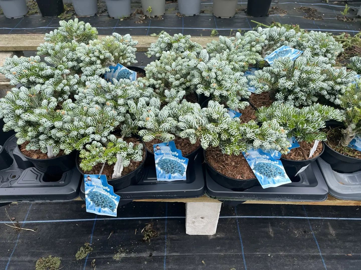 Abies koreana - Korean Pine 'Kohouts Icebreaker'