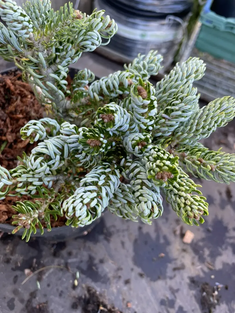 Korean Pine 'Kohouts Icebreaker' 10/20cm (2L) - Image 2