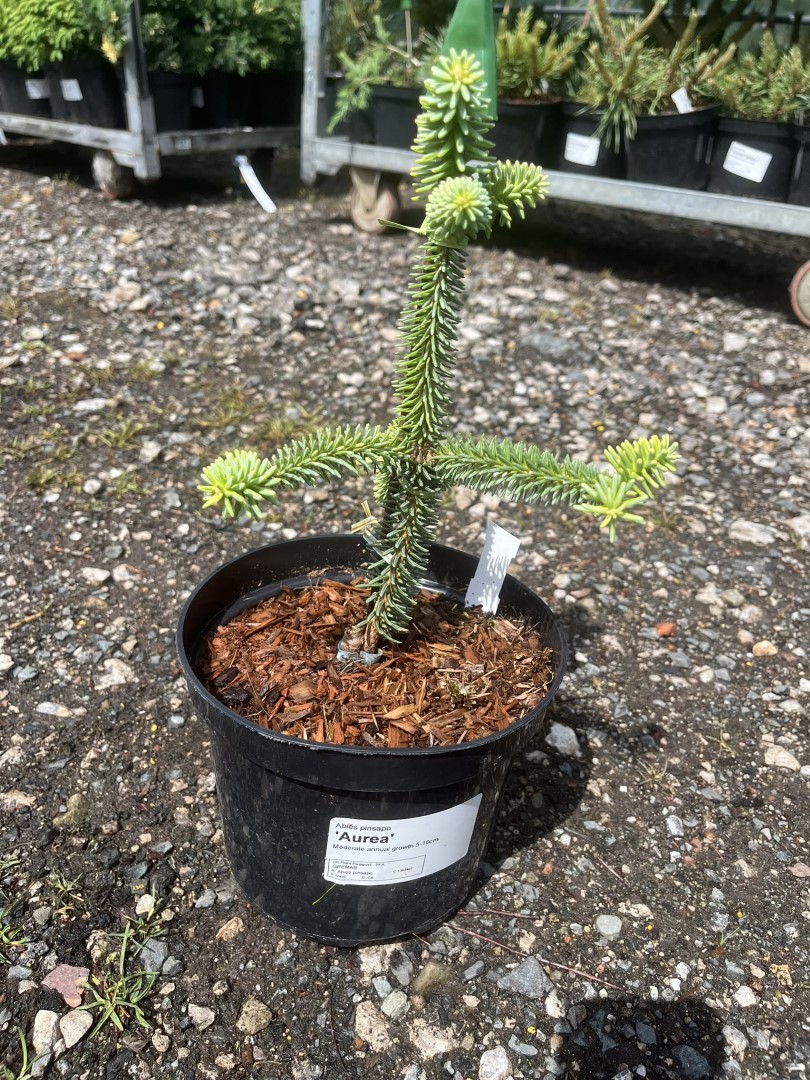 Abies pinsapo - Spanish Fir 'Aurea' 10/20cm (2L)