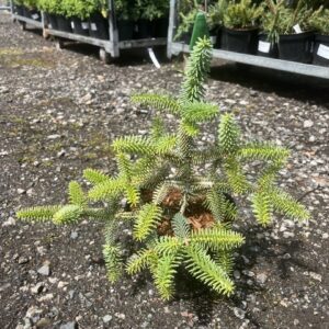 Abies pinsapo - Spanish Fir 'Aurea' 10/20cm (2L)