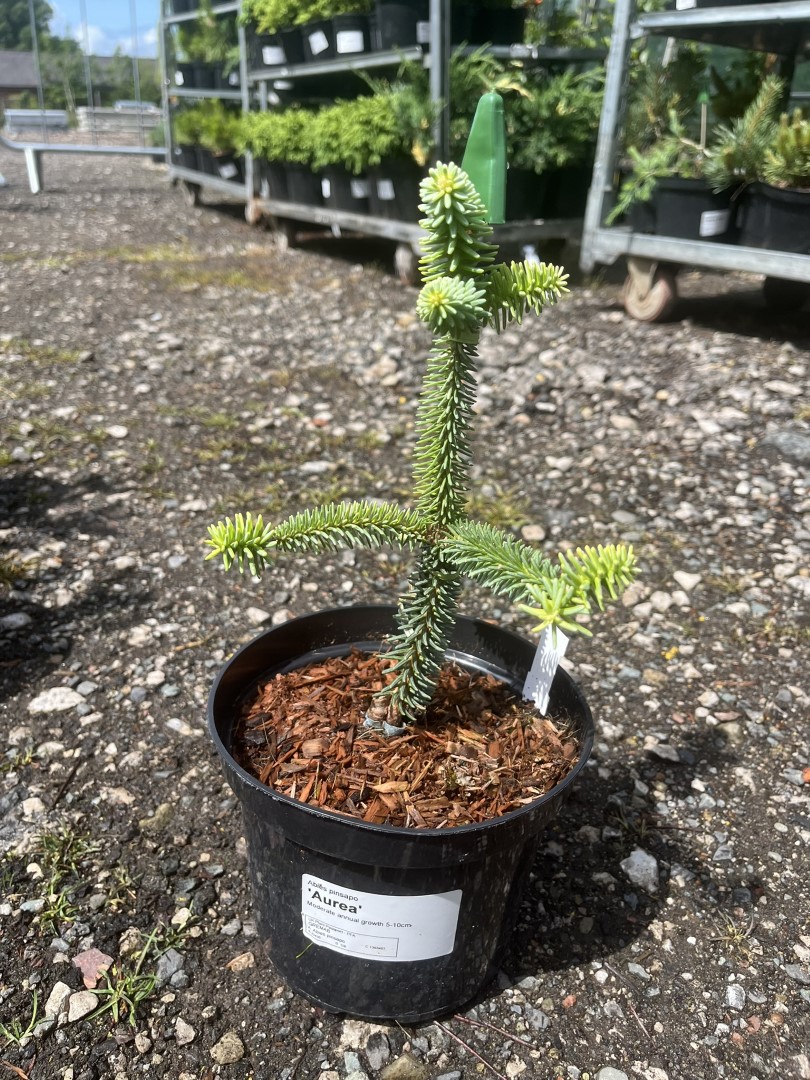 Abies pinsapo - Spanish Fir 'Aurea' 10/20cm (2L)