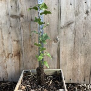 Alnus cordata Italian alder 2040cm (Cell)