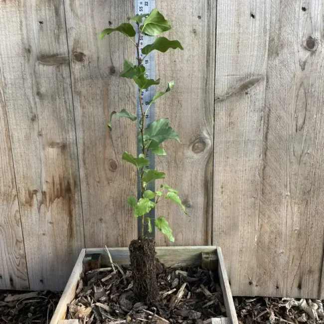 Italian alder 40/60cm (P9T)
