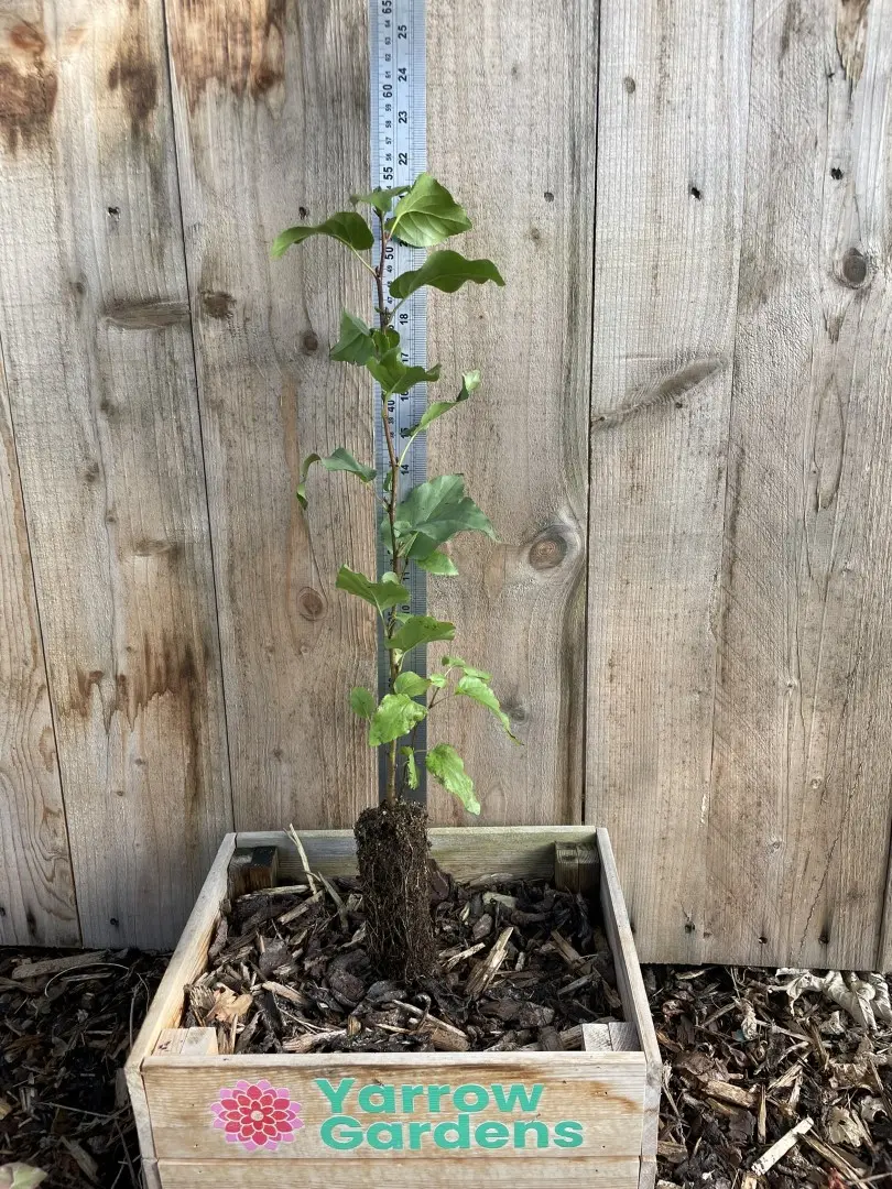 Italian alder 40/60cm (Cell)