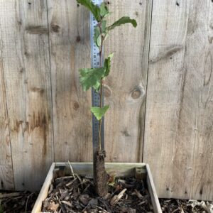 Alnus rubra Red Alder 4060cm (Cell)