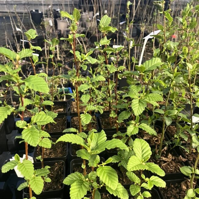 Alnus rubra - Red Alder