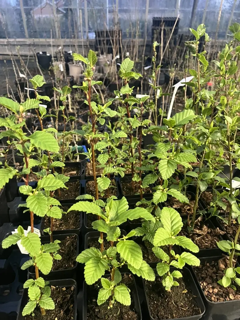 Alnus rubra - Red Alder