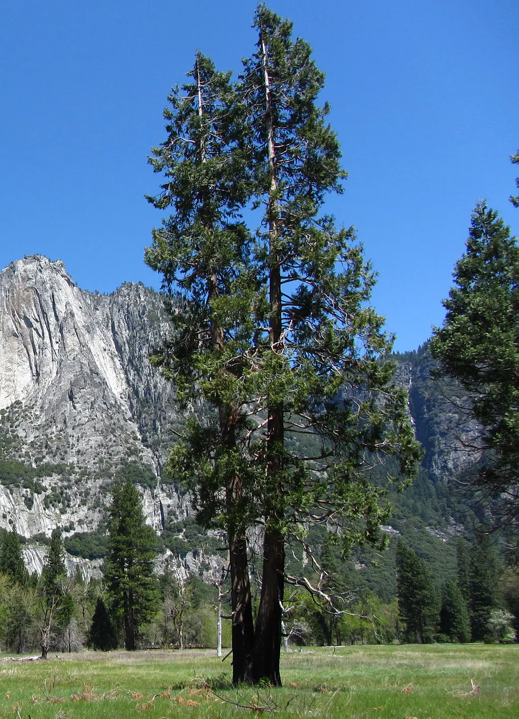 Calocedrus decurrens - California incense cedar seeds
