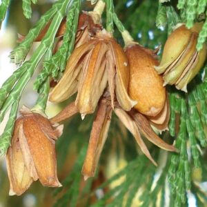 Calocedrus decurrens - California incense cedar seeds