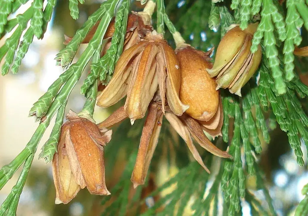Calocedrus decurrens - California incense cedar seeds