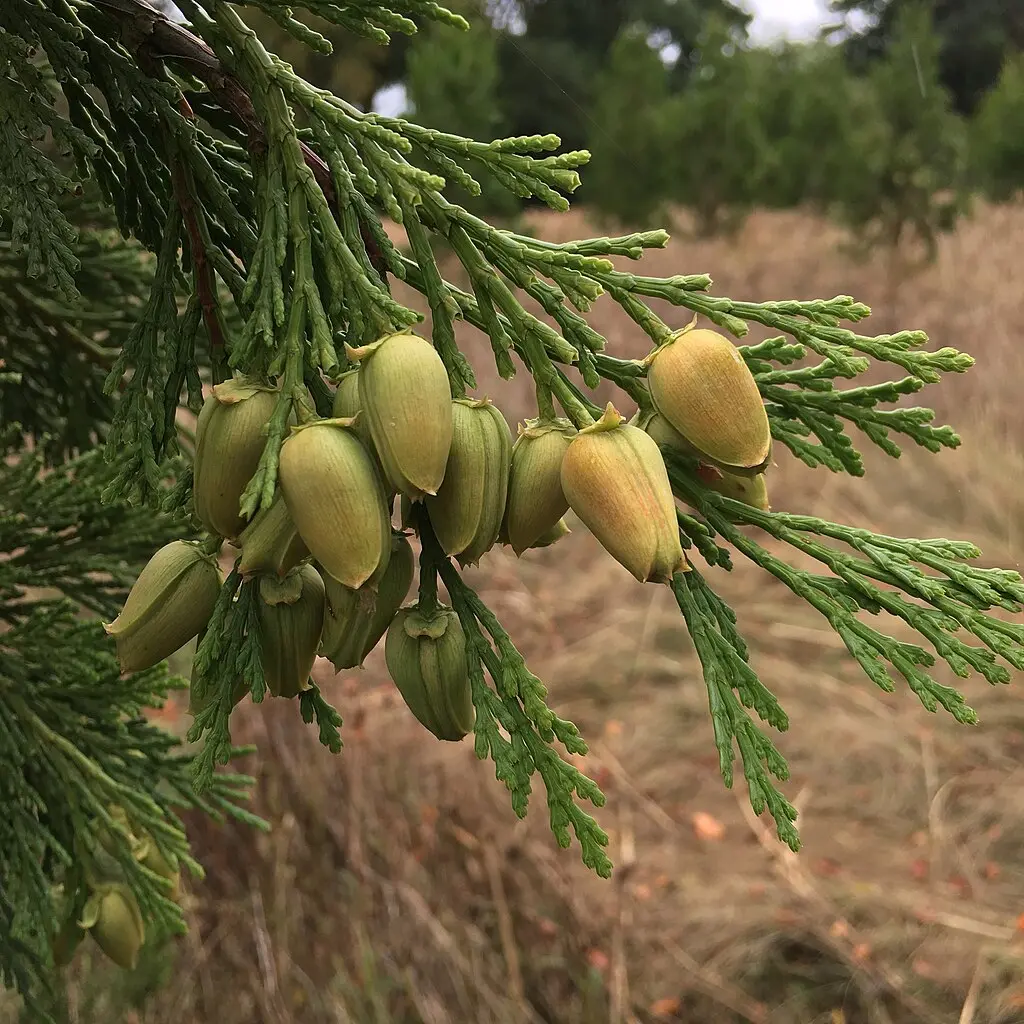 Calocedrus decurrens - California incense cedar seeds