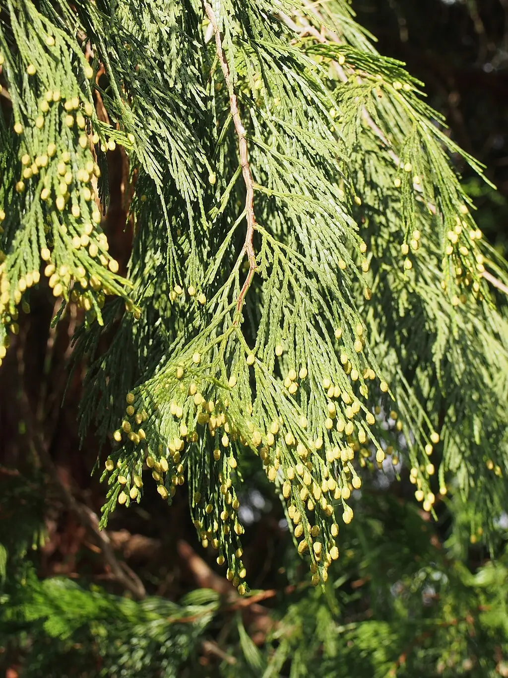 Calocedrus decurrens - California incense cedar seeds