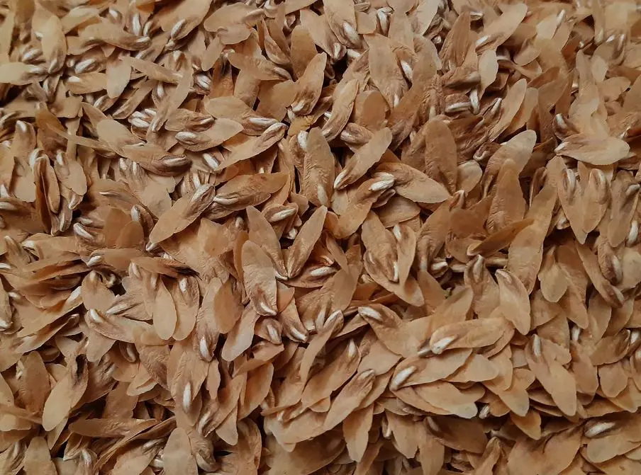 Lebanese Cedar Seeds - Image 4