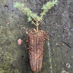 Cedrus atlantica - Atlas Cedar (1)
