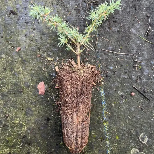 Atlas Cedar 10/20cm (Cell)