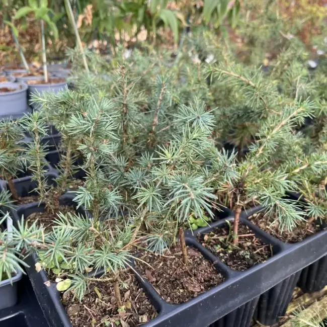 Atlas Cedar 10/20cm (Cell) - Image 2