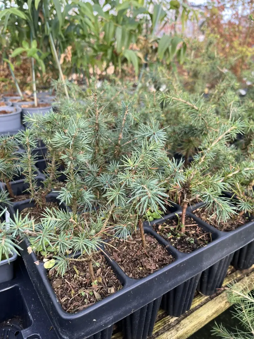 Atlas Cedar 20/40cm (Cell) - Image 2