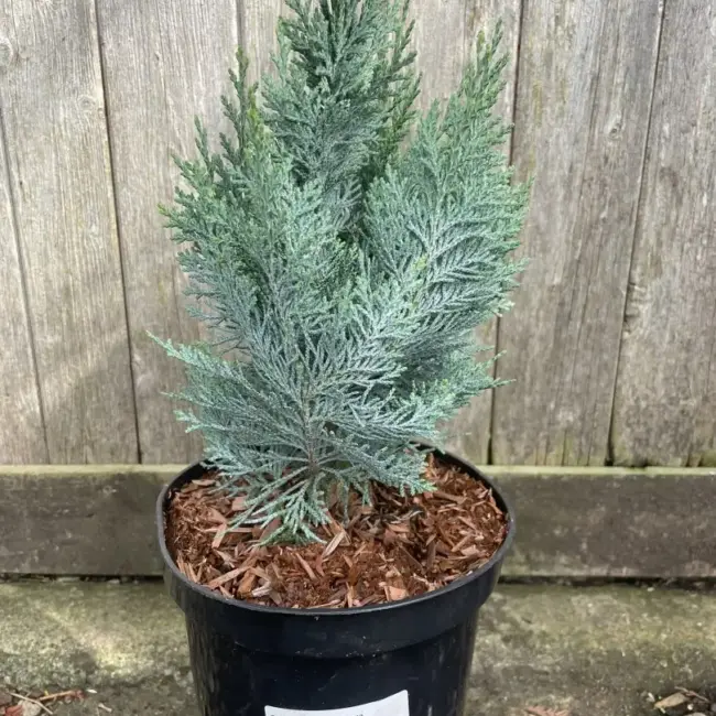 Lawson's cypress 'Columnaris' 40/60cm (3L) - Image 3