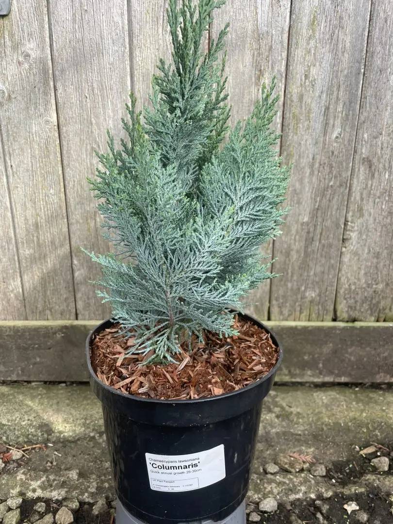 Chamaecyparis lawsoniana 'Columnaris'