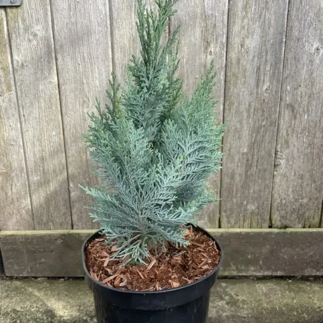 Lawson's cypress 'Columnaris' 40/60cm (3L)
