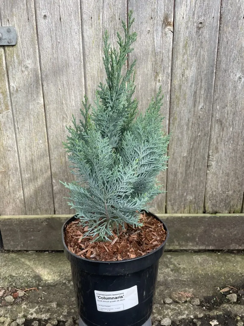 Chamaecyparis lawsoniana 'Columnaris'