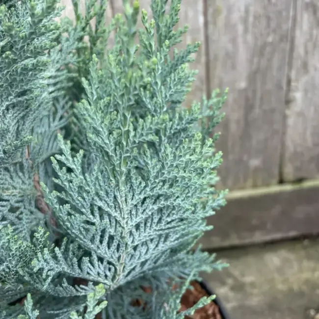 Lawson's cypress 'Columnaris' 20/40cm (1L) - Image 2